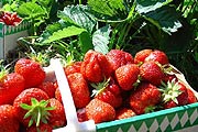 Erntefrisceh Erdbeeren (Foto: Eberle)